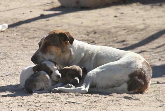 adoptame